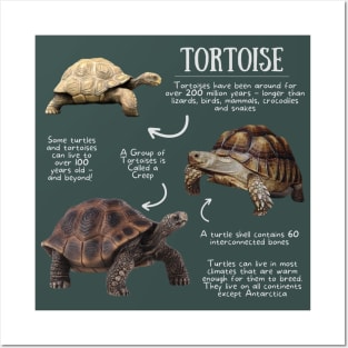 Animal Facts - Tortoise Posters and Art